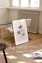 Load image into Gallery viewer, Beige Minimalist Seashells line art