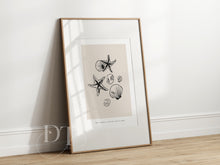 Load image into Gallery viewer, Beige Minimalist Seashells line art